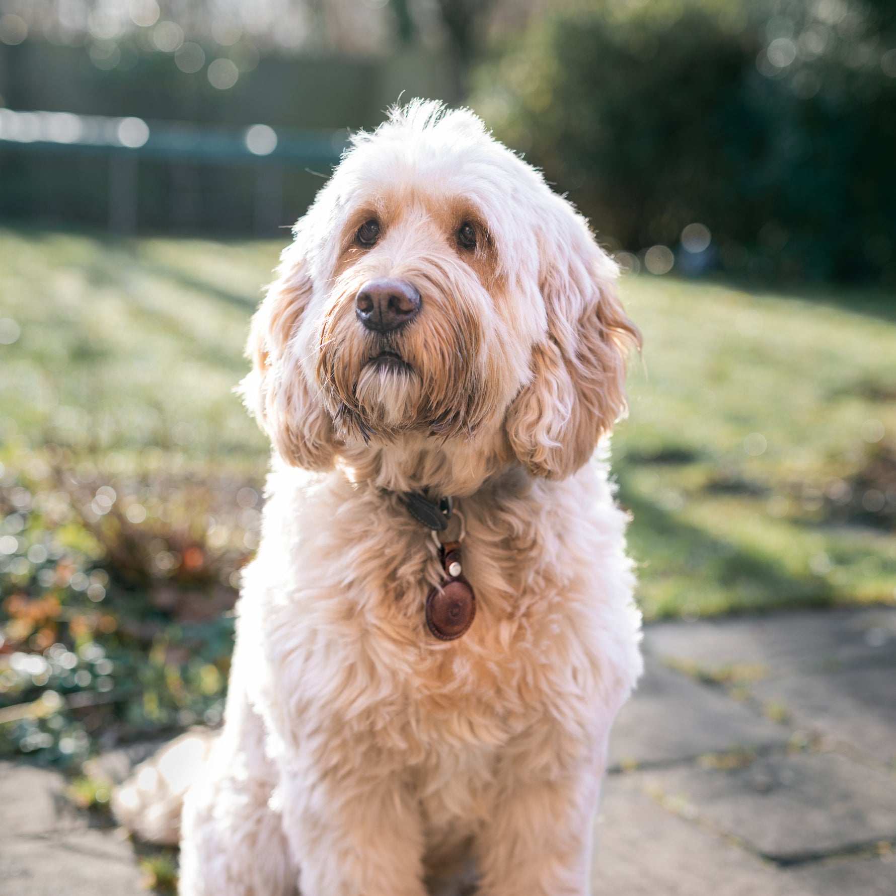 Dog wearing an air tag leather holder on its collar